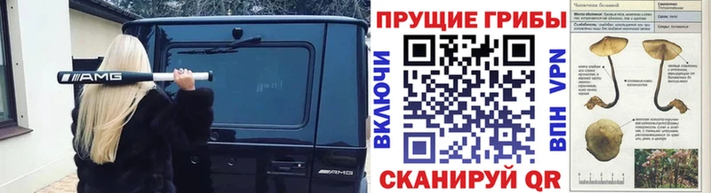 OMG вход  Яровое  Галлюциногенные грибы Psilocybe 